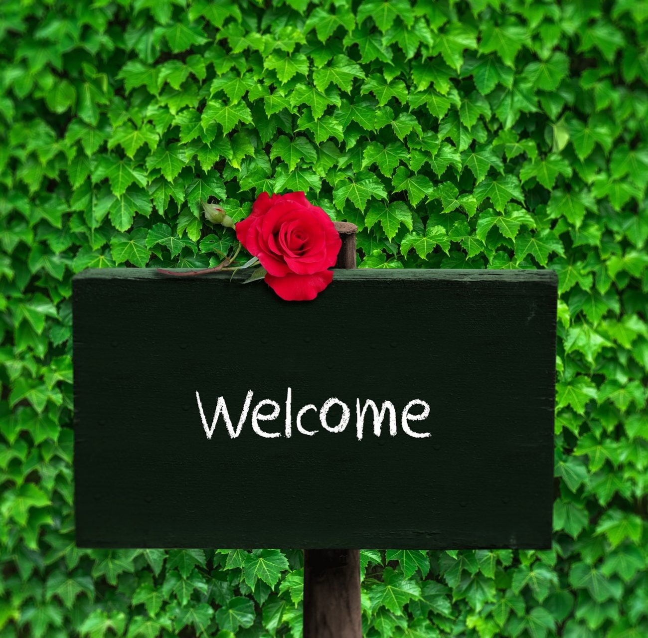 Welcome with red rose and green background
